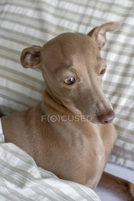 Purebred colorido Isabela italiano galgo cão brincando na cama humana — Fotografia de Stock