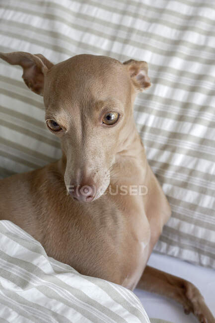 Purebri colorati Isabela cane levriero italiano che gioca sul letto umano — Foto stock