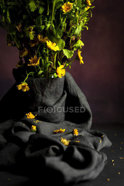 Bouquet di freschi fiori di margherita giallo primavera su sfondo scuro in studio — Foto stock