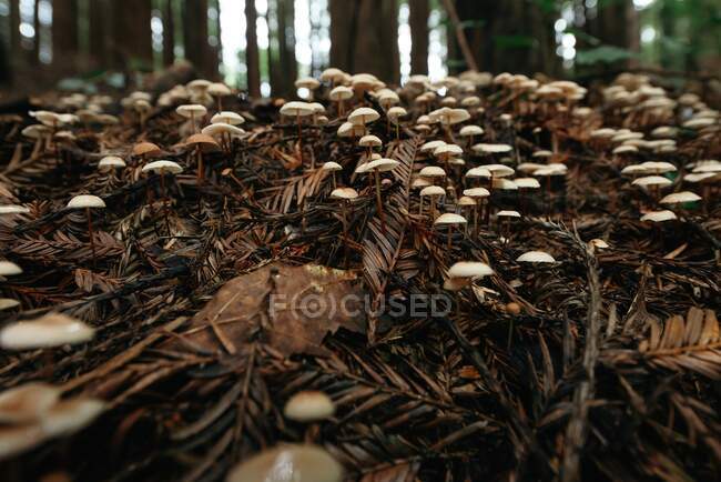 Vista a nivel del suelo de pequeños hongos que crecen en la hierba de tierra marrón oscuro - foto de stock