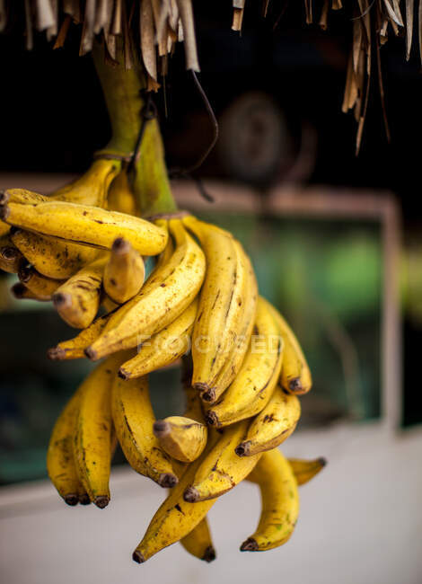 Bando de bananas amarelas frescas em amadurecimento penduradas contra fundo desfocado na barraca do mercado de rua — Fotografia de Stock