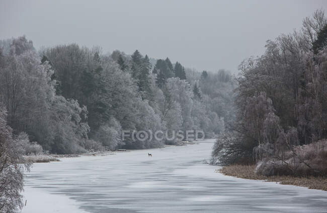 Paisaje invernal tranquilo con animales de pie en el río congelado entre el bosque cubierto de nieve en el día nublado en el campo - foto de stock