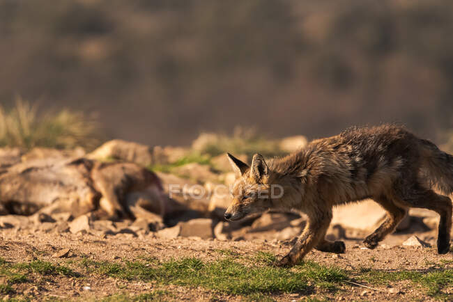 Beau renard dans le champ — Photo de stock