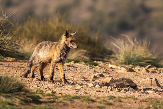 Wild fox on dry land with grass in sunlight — Stock Photo