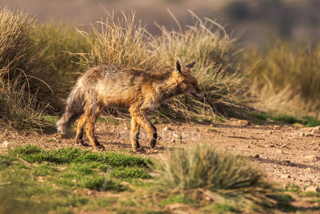 Raposa selvagem em terra seca com grama à luz do sol — Fotografia de Stock