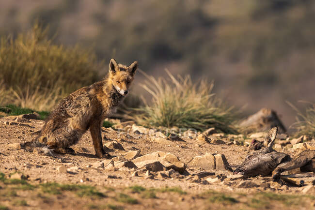 Дика лисиця на сухій землі з травою на сонячному світлі — стокове фото