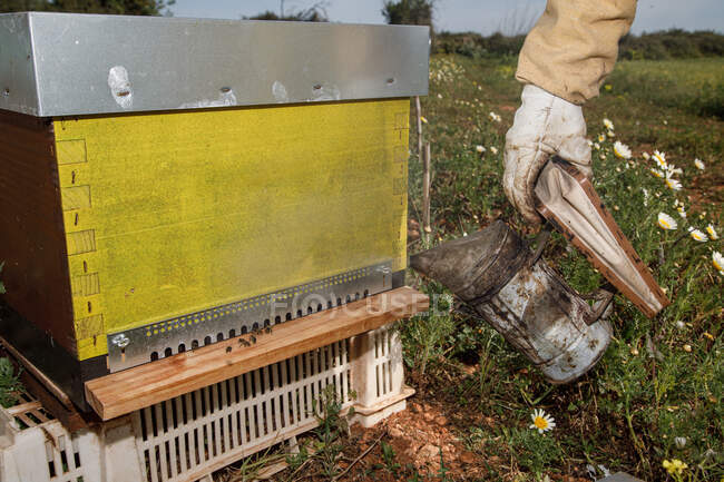 Cultivez l'apiculteur anonyme dans des gants de protection fumigant la ruche avec le fumeur tout en travaillant sur le rucher dans la journée d'été — Photo de stock