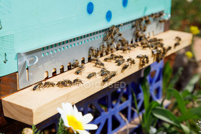 Closeup of new wooden honeycomb beehive box with bees placed in apiary in sunny summer day — Stock Photo