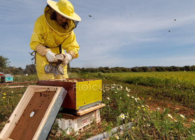 Femme méconnaissable apiculteurs en costume de protection et masque en utilisant fumeur tout en inspectant nid d'abeille dans le rucher — Photo de stock