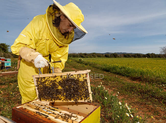 Imkerin in gelbem Schutzkostüm holt Wabenrahmen aus Bienenstock, während sie im Bienenhaus an sonnigen Sommertagen arbeitet — Stockfoto