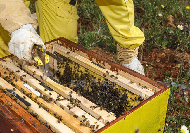 Récoltée apiculteur femelle méconnaissable en costume de protection jaune prenant cadre nid d'abeille de la ruche tout en travaillant dans le rucher dans une journée ensoleillée d'été — Photo de stock