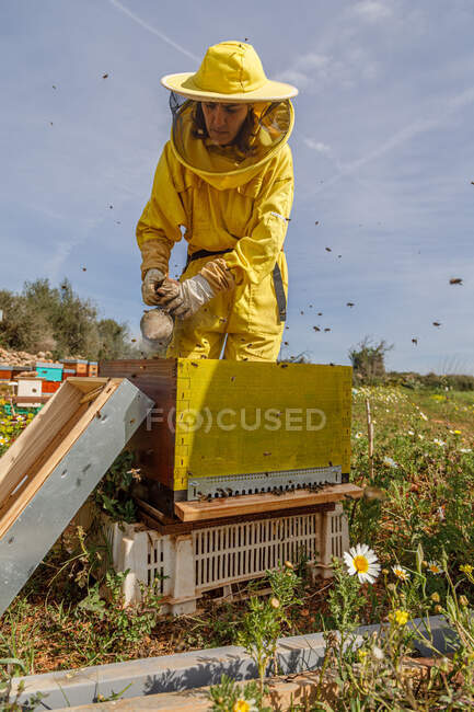 Apicultores mulher irreconhecível em traje protetor e máscara usando fumante enquanto inspeciona favo de mel em apiário — Fotografia de Stock