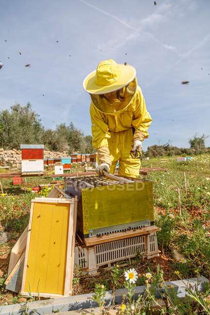 Пчеловод в жёлтом защитном костюме берет раму из улья во время работы на пасеке в солнечный летний день — стоковое фото