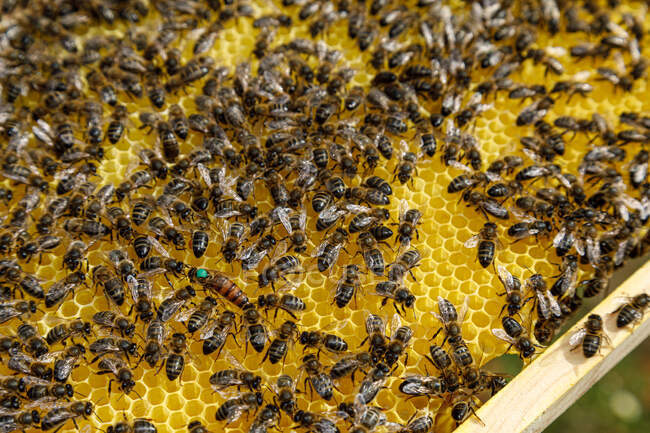Nahaufnahme von Wabenrahmen mit Bienen bei der Honigernte im Bienenhaus — Stockfoto