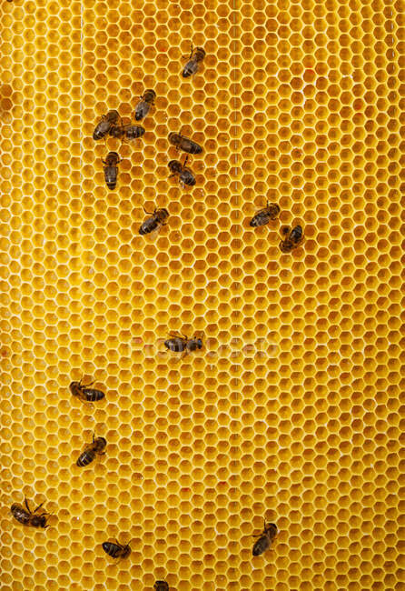 Primer plano del marco de panal con abejas durante la recolección de miel en colmenar - foto de stock