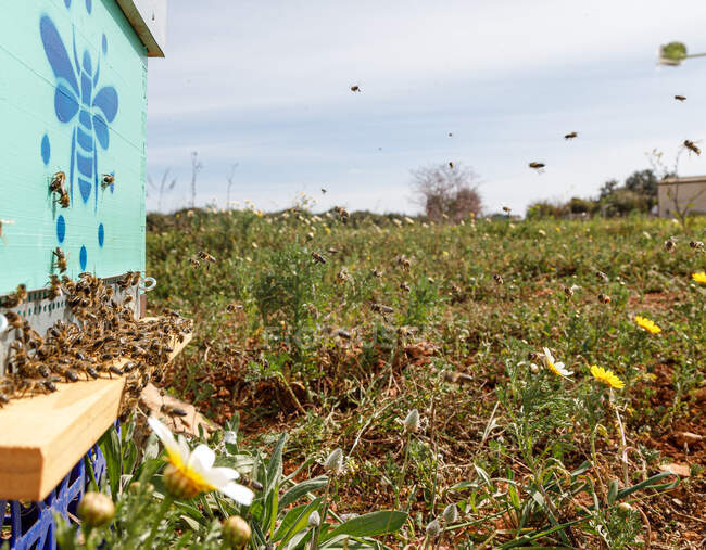 Крупний план нової дерев'яної коробки для вуликів з бджолами, розміщеними в пасіці в сонячний літній день — стокове фото