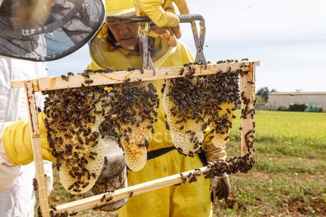 Apicultores profissionais com fumante verificando favo de mel com abelhas enquanto trabalham no apiário no dia de verão — Fotografia de Stock