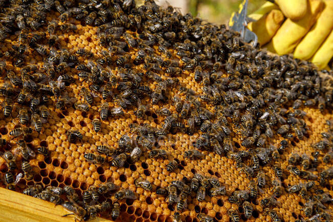 Closeup of honeycomb frame with bees during honey harvesting in apiary — Stock Photo