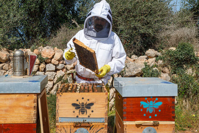Apicultor masculino en ropa de trabajo protectora blanca sosteniendo panal con abejas mientras recoge miel en el colmenar - foto de stock