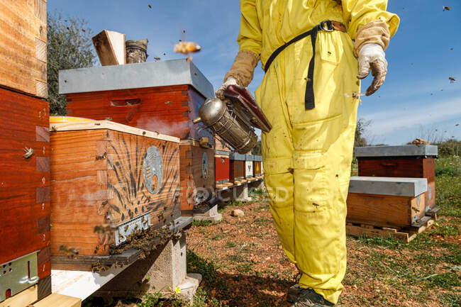 Cropped unrecognizable beekeepers in protective costume and mask using smoker while inspecting honeycomb in apiary — Stock Photo