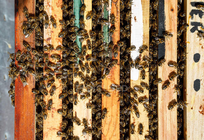 Closeup of honeycomb frame inside wooden box covered with bees during honey harvesting in apiary — Stock Photo