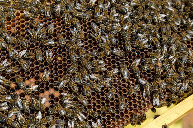 Крупный план сотовой рамы с пчелами во время уборки меда на пасеке — стоковое фото