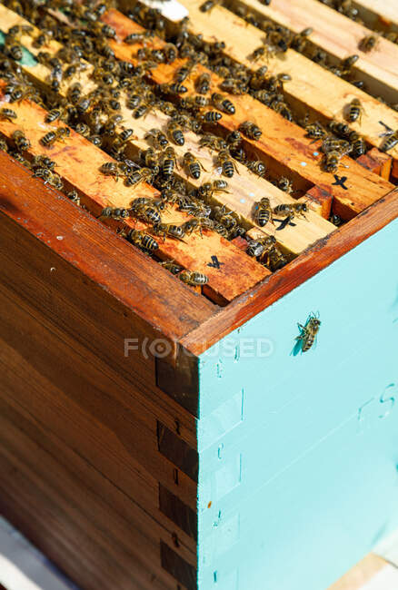 Рамка з меду всередині дерев'яної коробки, покрита бджолами під час збору меду в пасіці — стокове фото