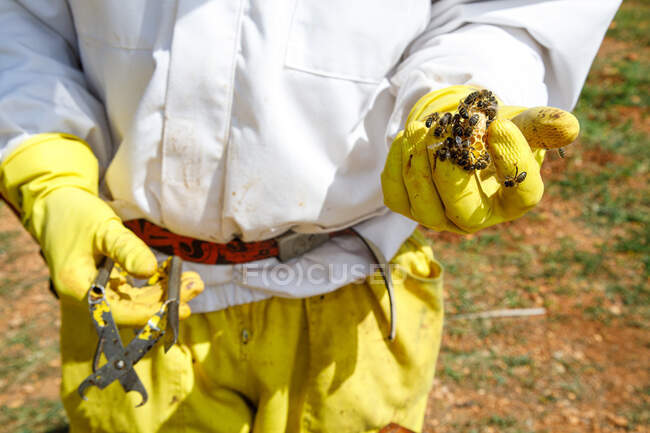 Fecho da cultura apicultor anónimo em vestuário de protecção e luvas segurando instrumento e pedaço de favo de mel com abelhas enquanto recolhe mel em apiário — Fotografia de Stock