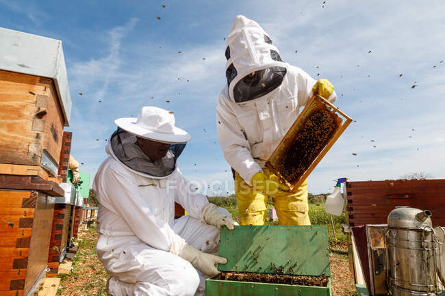 Professional male and female beekeepers inspecting honeycomb with bees while working in apiary in summer day — Stock Photo