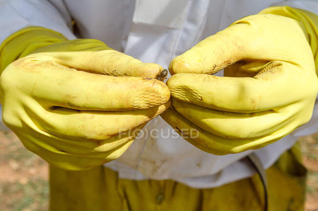 Closeup of crop anonymous beekeeper in protective wear and gloves holding instrument and piece of honeycomb with bees while collecting honey in apiary — Stock Photo