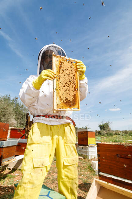 Снизу пчеловод в белой защитной одежде держит соты с пчелами во время сбора меда на пасеке — стоковое фото