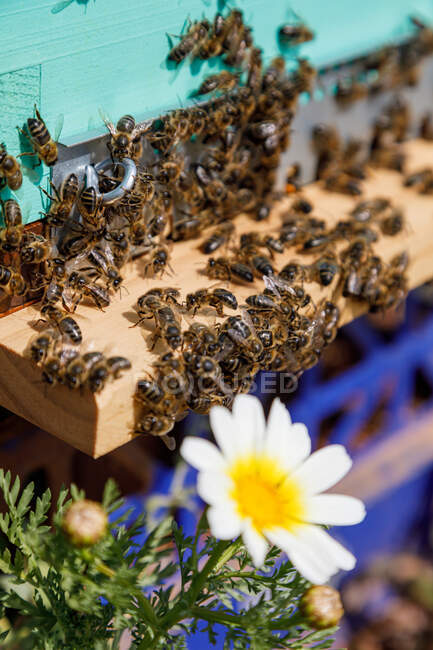 Honeycomb frame inside wooden box covered with bees during honey harvesting in apiary near daisy white and yellow flower — Stock Photo