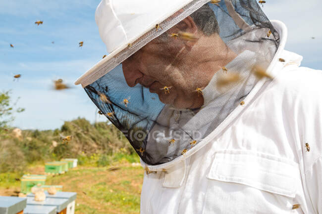 Зрілий самець в білому захисному костюмі і маска, дивлячись вниз, стоячи в апіарії з бджолами, що літають літом вдень. — стокове фото