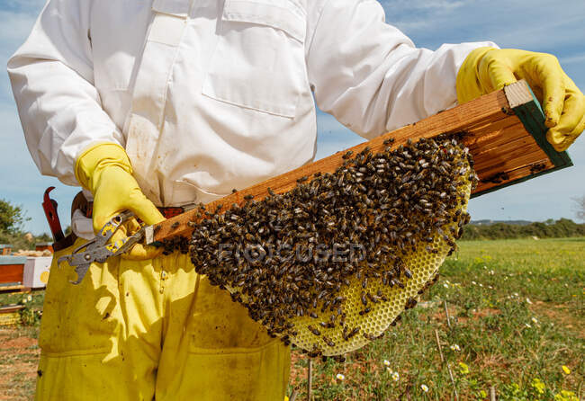 Unrecognizable male beekeeper in white protective work wear holding honeycomb with bees while collecting honey in apiary — Stock Photo