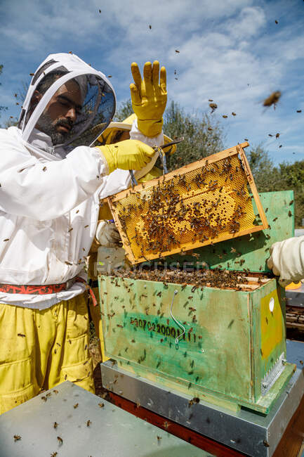 Desde abajo apicultor masculino en blanco desgaste de trabajo protector que sostiene panal con abejas mientras recoge la miel en el colmenar - foto de stock