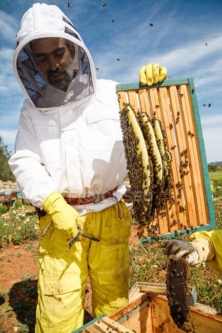 Знизу чоловічий пасічник у білому захисному одязі, що тримає стільники з бджолами, збираючи мед у пасіці — стокове фото