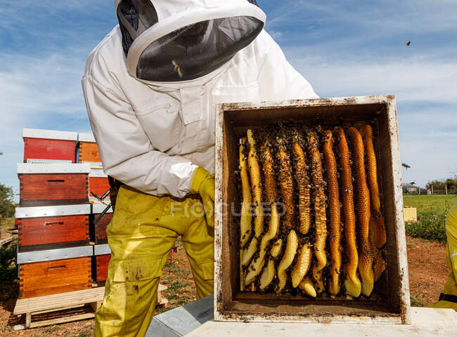 Чоловічий пасічник в білому захисному одязі, що тримає стільники з бджолами, збираючи мед у пасіці — стокове фото