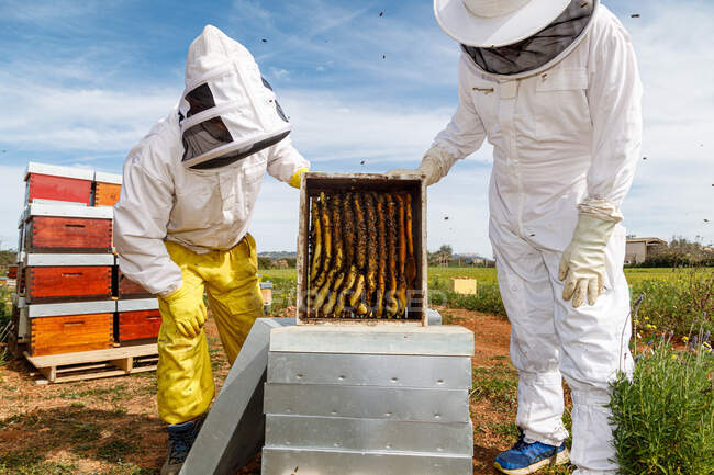 Professional male and female beekeepers inspecting honeycomb with bees while working in apiary in summer day — Stock Photo