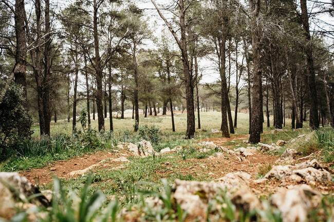 Тонкі дерева і зелена трава, що ростуть на кам'янистій землі на розчищенні в спокійному лісі — стокове фото