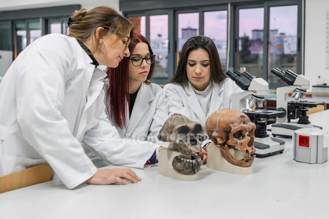 Científicos examinan cráneo en laboratorio - foto de stock