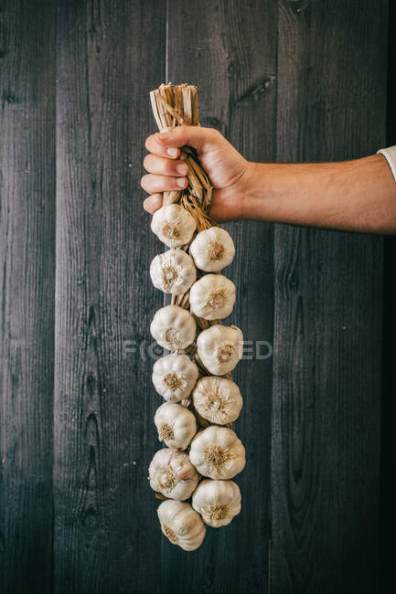 Unrecognizable person holding and showing a bunch of healthy fresh garlic against black lumber wall — Stock Photo