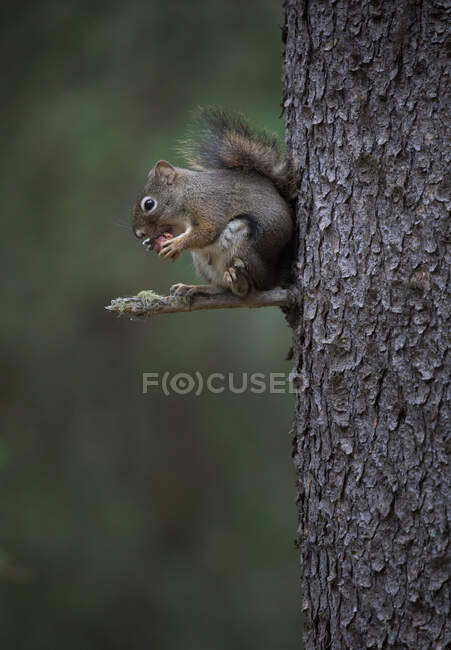 Entzückendes pelziges Eichhörnchen hängt im Wald am Baumstamm und frisst Eichelnuss — Stockfoto