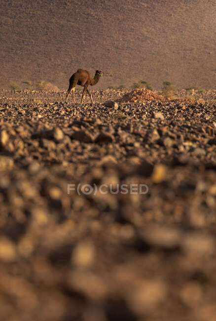 Dall'alto di testa di cammello pacifico con sabbia su sfondo sfocato in Marocco — Foto stock