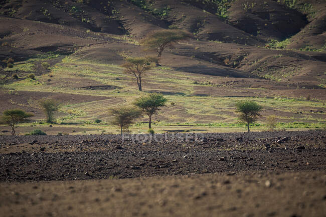 Amazing desert landscape with dry vegetation sand rocky hills in semi-desert — Stock Photo