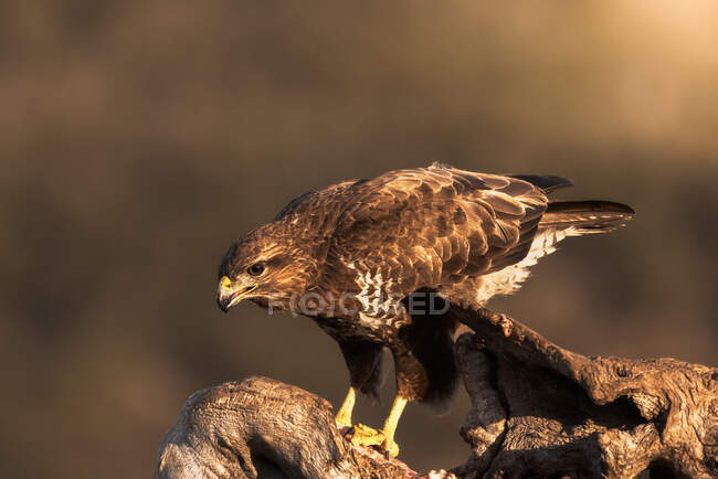Common buzzard sitting on rough snag and waiting for prey on blurred background of grassland in nature — Stock Photo