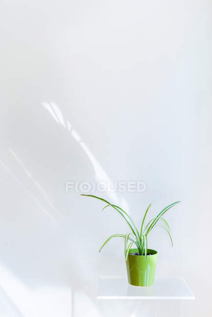 Planta verde en maceta en estante blanco en pared blanca - foto de stock