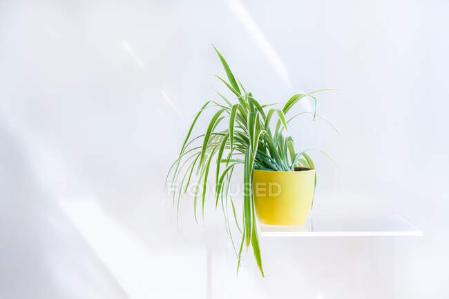 Зеленое растение в горшке на белой полке на белой стене — стоковое фото