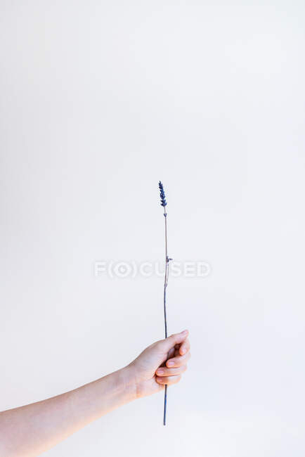 Mão segurando flor seca no fundo da parede branca — Fotografia de Stock