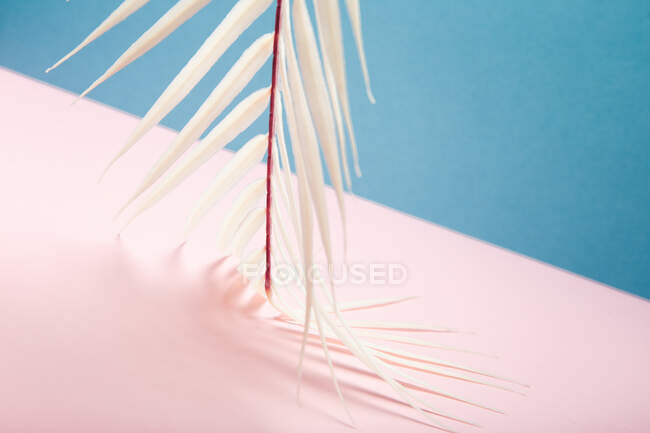 White palm leaf arranged over pink and blue background — Stock Photo
