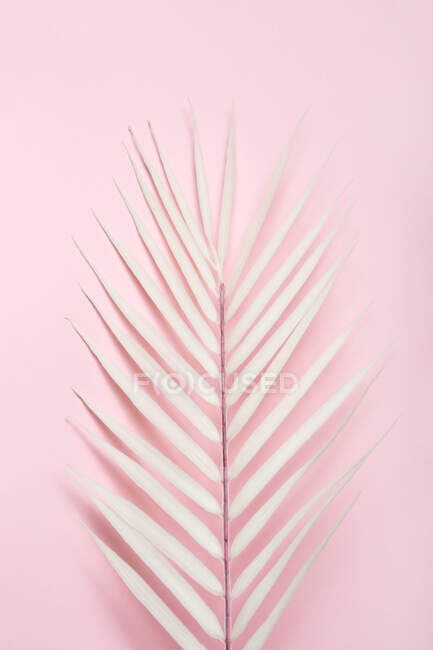 Белый лист пальмы расположены на розовом фоне — стоковое фото